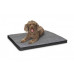 Carpet Dog Mat